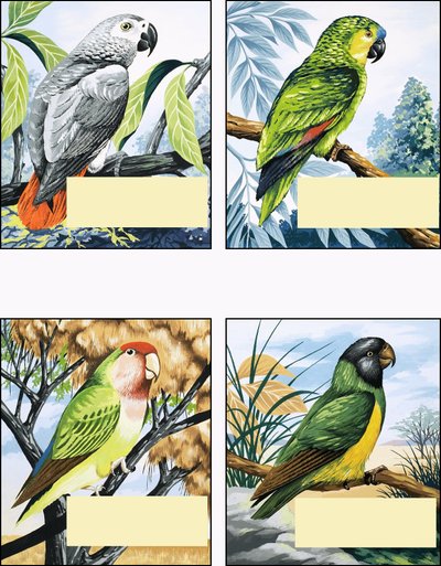 Különféle papagájok alkotó: English School