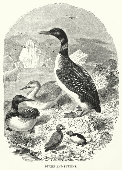 Búvárok és puffinok (metszet) alkotó: English School