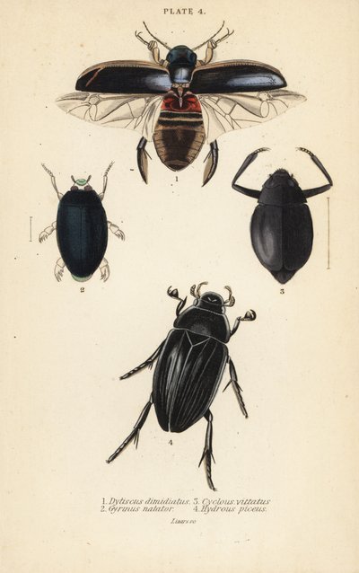 búvárbogár, Dytiscus dimidiatus 1, közönséges örvénybogár, Gyrinus natator 2, Cyclous vittatus 3 és nagy ezüstvízi bogár, Hydrophilus piceus 4 alkotó: English School