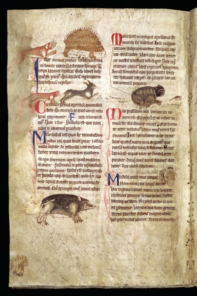 Dog Chasing a Porcupine, Fox Chasing a Rabbit, Cat Chasing a Mouse stb., angol bestiárium, 13. század eleje (pergamen) alkotó: English School