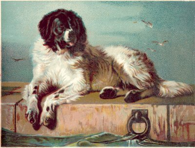 Kutya ül a tenger szélén (chromolitho) alkotó: English School