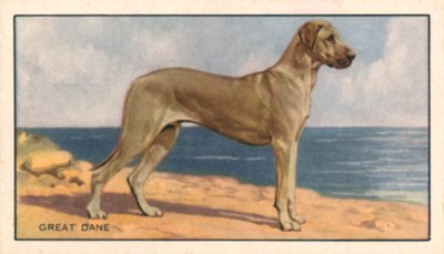 Kutyák: dán dog (színes litográfia) alkotó: English School