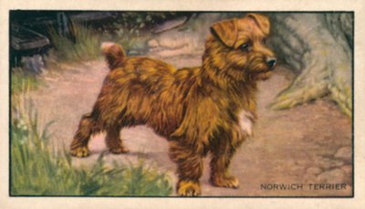 Kutyák: Norwich Terrier (színes litográfia) alkotó: English School
