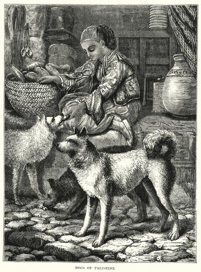 Hunde von Palästina von English School