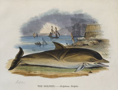 Delfin a parton, 1823 (színes metszet) alkotó: English School