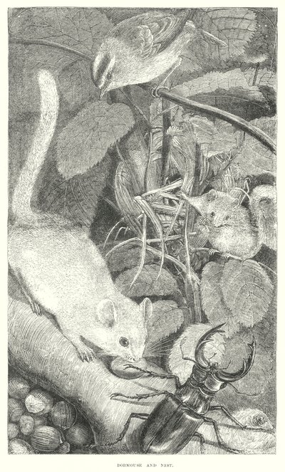 Kormorán (metszet) alkotó: English School