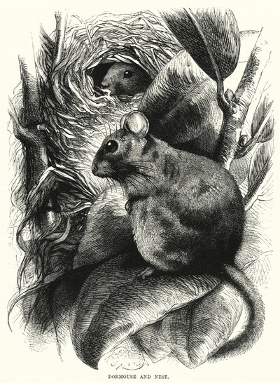 Dormouse and Nest (metszet) alkotó: English School