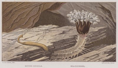 Pöttyös sziponcs, tengeri uborka (színes litho) alkotó: English School