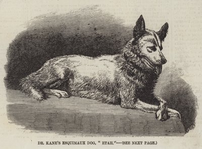 Dr. Kane eszkimó kutyája, "Etah" (metszet) alkotó: English School