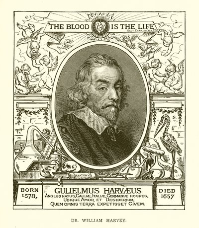Dr. William Harvey alkotó: English School