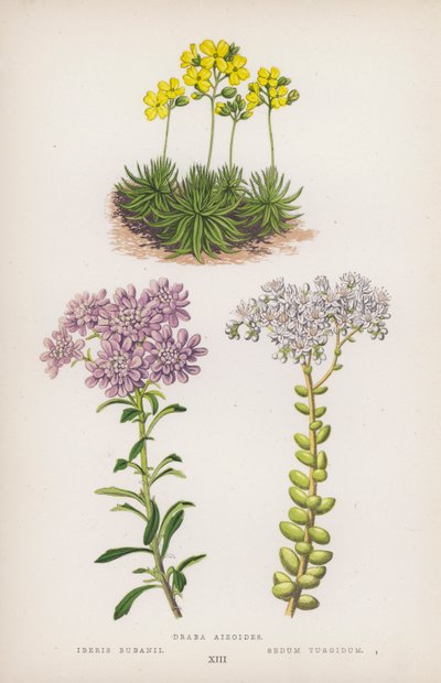 Draba aizoides; Iberis bubanii; Sedum turgidum (színes litho) alkotó: English School