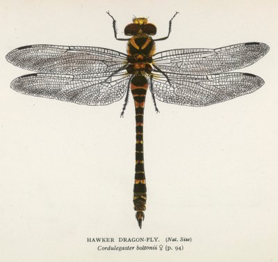 Szitakötők: Hawker sárkánylegy (színes litográfia) alkotó: English School