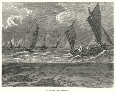 Osztrigakotrás (metszet) alkotó: English School