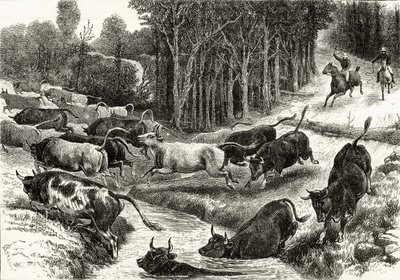 Szarvasmarha hajtás Ausztráliában, 1880 körül, Howard Willoughby „Australian Pictures”-ből, a Religious Tract Society, London, 1886 alkotó: English School