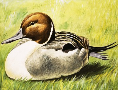 Kacsa alkotó: English School