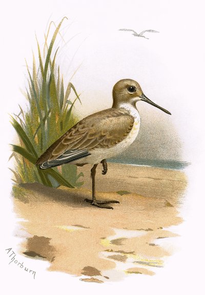 Dunlin alkotó: English School