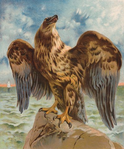 Sas (színes litográfia) alkotó: English School