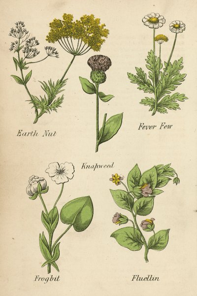 Földi dió, Lázas páfrányfenyő, Kankalin, Békabogár, Fluellin (színes litográfia) alkotó: English School