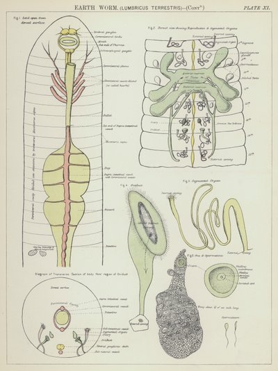 Földigiliszta, Lumbricus terrestris (színes litográfia) alkotó: English School