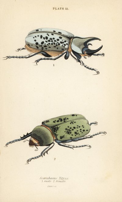 Keleti Herkules bogár, Dynastes tityus, hím 1, nőstény 2 alkotó: English School