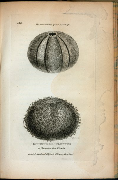 Echinus Esculentus vagy tengeri sün; Ugyanez a dörzsölt tüskéknél, George Shaw „Zoológiai előadásai a királyi intézményben 1806-ban és 1807-ben” alkotó: English School