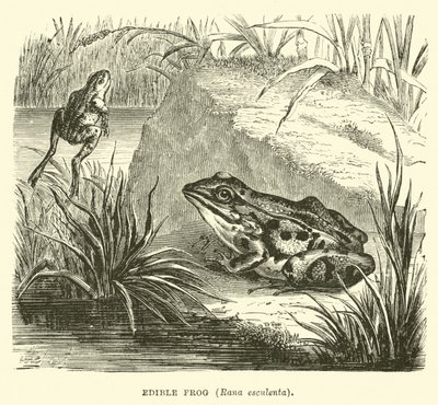 Ehető béka, Rana esculenta alkotó: English School