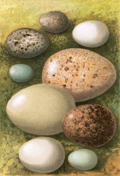 Tojás alkotó: English School