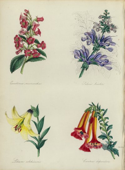 Angol virágoskert: Escallonia macrantha, Salvia bicolar, Lilium colchicum, Cantua dependens (színes litho) alkotó: English School