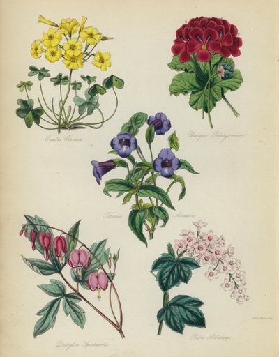 Angol virágoskert: Oxalis Cernut, Unique Pelargonium, Torenia Asiatica, Dielytra Spectabilis, Ribes Albidum alkotó: English School
