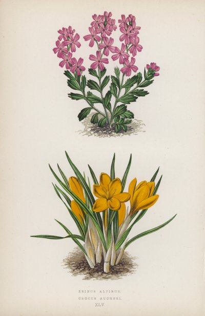 Erinus alpinus; Crocus Aucheri (színes litográfia) alkotó: English School