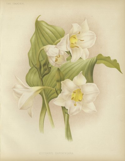Eucharis sanderiana alkotó: English School