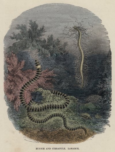 Eunice és Cirratule, Lamarck (színes metszet) alkotó: English School