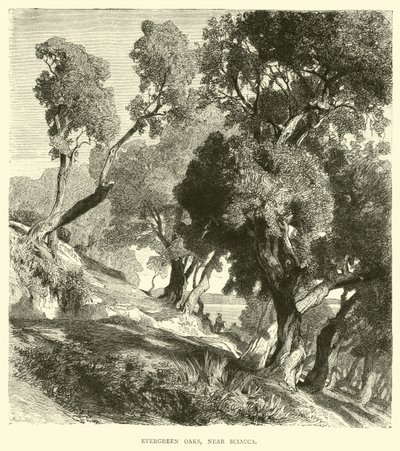 Evergreen Oaks, Sciacca közelében alkotó: English School
