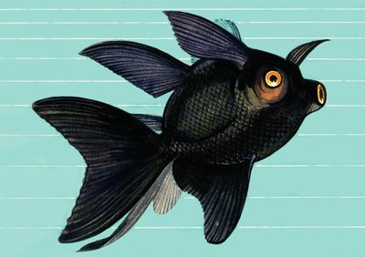 Fantail Blackmoor alkotó: English School
