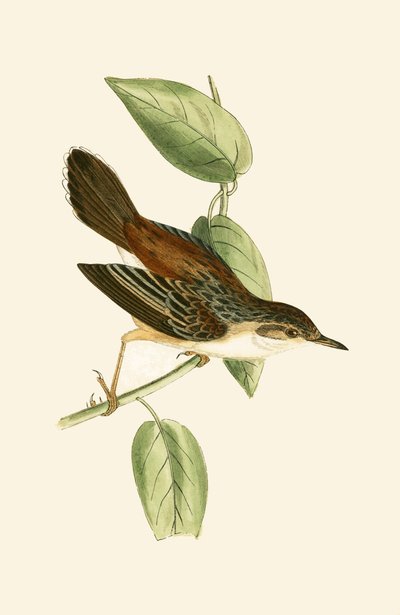 Fantail Warbler, illusztrációja Charles Robert Bree (1811-86) „A Brit-szigeteken nem megfigyelt európai madarak története” című művéből, 1867-ben megjelent alkotó: English School