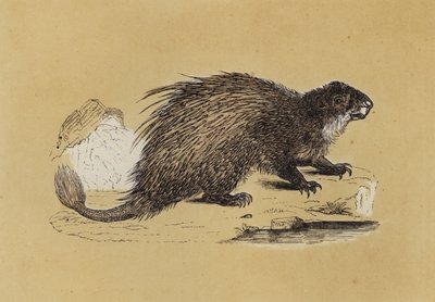 Fasciculated Porcupine (színes litográfia) alkotó: English School