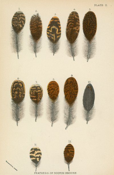 Scotch Grouse tollai alkotó: English School