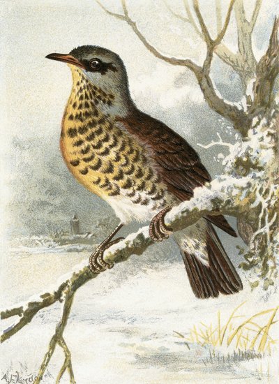 Fenyvesmadár alkotó: English School