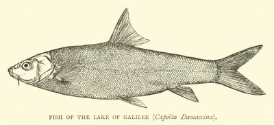 A Galileai-tó halai, Capoeta Damascina alkotó: English School