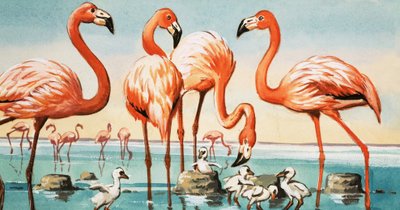 Flamingók alkotó: English School