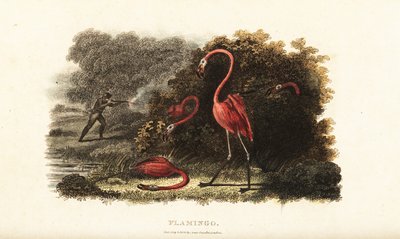 Flamingók döbbenten nézik, ahogy társaikat lemészárolja egy vadász alkotó: English School