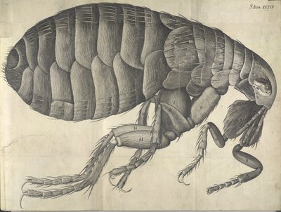 Bolha, a "Micrographia" kínálatából alkotó: English School
