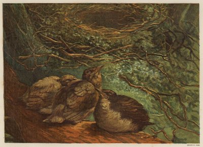 Fiatal madárfióka (színes litho) alkotó: English School