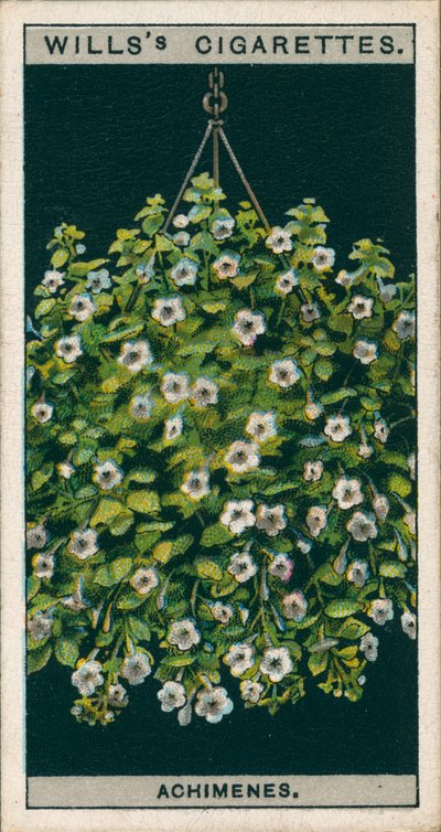 Virágkultúra cserépben: Achimenes (chromolitho) alkotó: English School