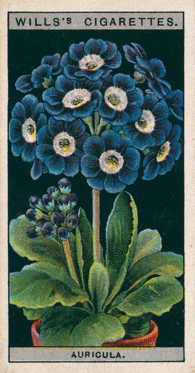 Virágkultúra cserépben: (chromolitho) alkotó: English School