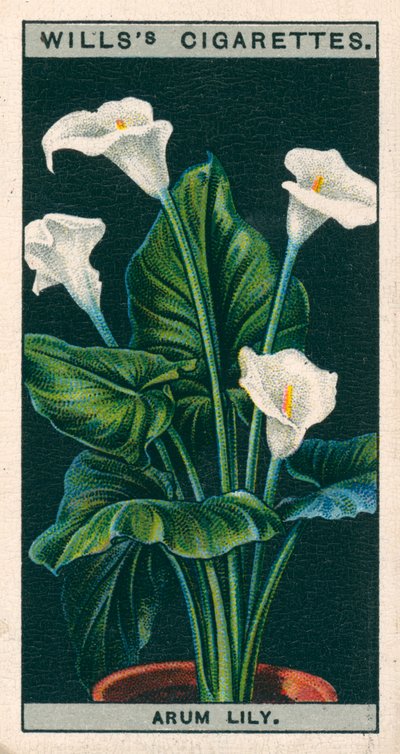 Virágkultúra cserépben: Arum Lily vagy Richardia (chromolitho) alkotó: English School