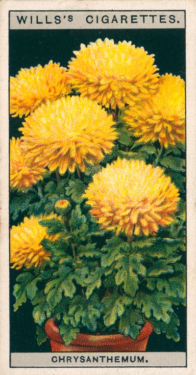 Blumenkultur in Töpfen: Zwergchrysantheme von English School