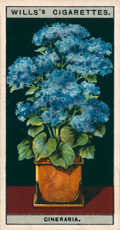 Virágkultúra cserépben: Cineraria csillag (chromolitho) alkotó: English School