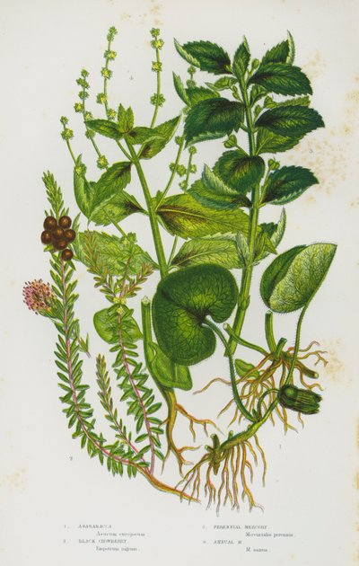 Nagy-Britannia virágos növényei: Asarabacca, fekete varjúhám, évelő higany, egynyári higany (színes litho) alkotó: English School