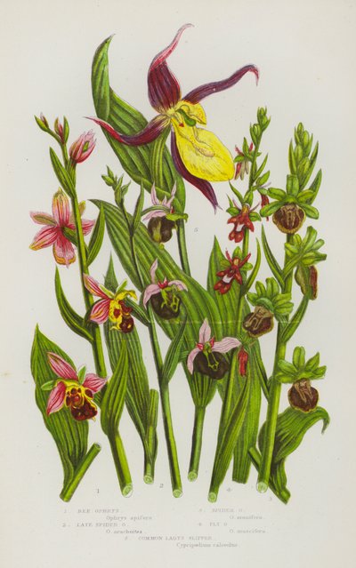 Nagy-Britannia virágzó növényei: Ophrys, Spider Ophrys, Spider Ophrys, Fly Ophrys, Common Lady